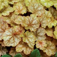 Heuchera Ginger Ale