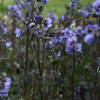 Polemonium 'Bressingham Purple'