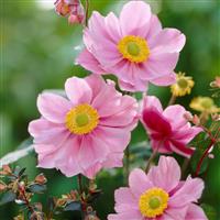 Anemone hybrida Serenade