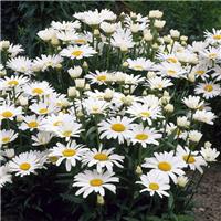 Leucanthemum Alaska - Shasta Daisy