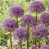 Allium Jackpot