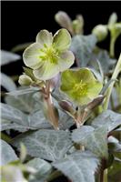 Helleborus sternii Silver Dollar