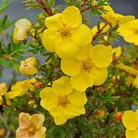Potentilla fruiticosa Kobold - Shrubby Cinqfoil