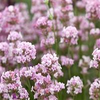 Lavandula angustifolia rosea - Pink Flowering Hardy English Lavender
