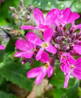 Arabis blepharophylla Rose Delight - In Bud & Bloom