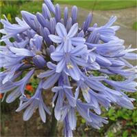 Agapanthus Summer Sky - Golden Variegated Agapanthus