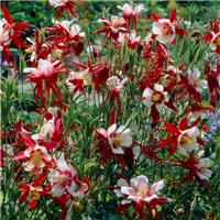 Aquilegia Crimson Star - Granny's Bonnet, Columbine