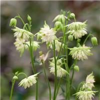 Aquilegia White Barlow - Granny's Bonnet, Columbine
