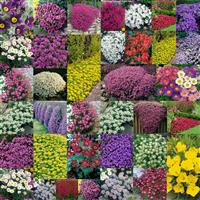 Alpine Plants Mega Mix Collection - Pack of SIX different Plants