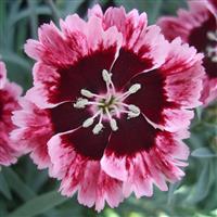 Dianthus Cherry Burst