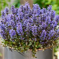 Ajuga Noble Nightingale - Feathered Friends