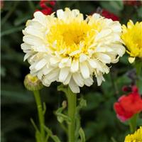 Leucanthemum Real Charmer - Shasta Daisy