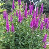 Veronica Purpleicious