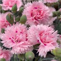 Dianthus Candy Floss