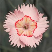 Dianthus Tequila Sunrise