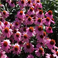 Echinacea Moodz Courage - Purple Coneflower Plants