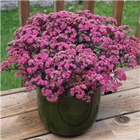 Sedum telephium Seduction Ros Soire