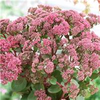 Sedum 'Pink Seduction'