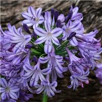 Agapanthus Poppin Star - Lily of the Nile Plants - XL Plants - In Bud & Bloom