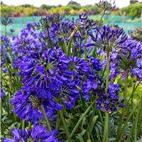 Agapanthus 'Midnight Sky' - Lily of the Nile - XL Plant