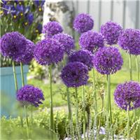 Allium aflatunense - In Bud