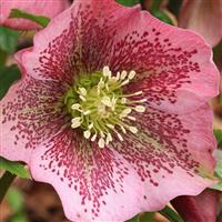 Helleborus orientalis Pretty Ellen Spotted - Hellebore