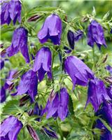 Campanula punctata Purple
