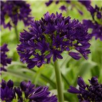 Agapanthus 'Black Jack' - Chelsea Plant of the Year - Lily of the Nile - XL Plant - In Bud & Bloom