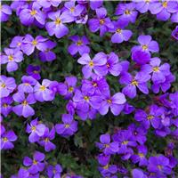 Aubretia Audrey Blue Shades - In Bud & Bloom