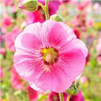 Alcea Radiant Rose - Hollyhock
