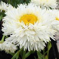 Leucanthemum Real Galaxy