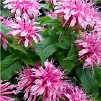Monarda didyma Balmy Pink - Bee Balm