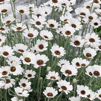 Rhodanthemum Casablanca - Atlas or Morrocan Daisy