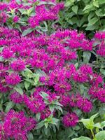 Monarda didyma Balmy Purple - Bee Balm