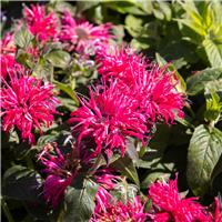 Monarda didyma Balmy Rose - Bee Balm