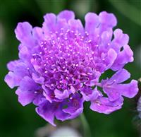 Scabiosa vivid Violet