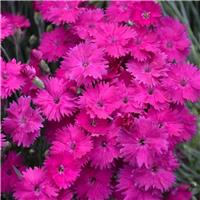 Dianthus Neon Star