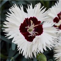 Dianthus Stargazer