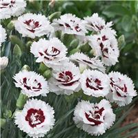 Dianthus Scent First Coconut Sundae