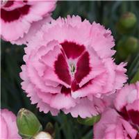 Dianthus Scent First Raspberry Sundae