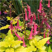 Phygelius x rectus Sunshine - Cape Fuchsia