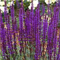 LARGE Salvia nemerosa Caradonna - Deep Blue Hardy Salvia - In Bud & Bloom
