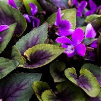 Viola Heartthrob - Sweet Violet