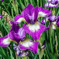 Iris sibirica Currier