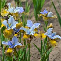 Iris sibirica Uncorked