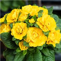 Primula belarina Goldie- Sumptuous Double Perennial Primrose