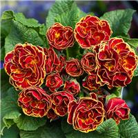 Primula belarina Maple Sugar- Sumptuous Double Perennial Primrose