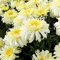 Leucanthemum Real Charmer - Large Plant
