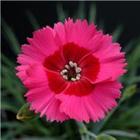 Dianthus Cosmopolitan