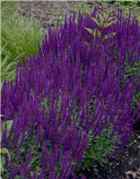 Salvia nemorosa Blue Queen - Ostfriesland - LARGE